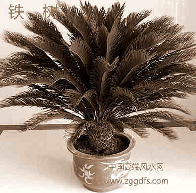 风水师告诉大家 客厅的风水绿色植物如何放置