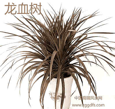 家养植物和居家风水