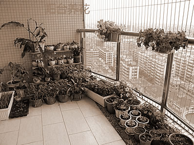风水植物，室内花要如何养？