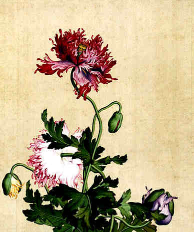 【名画荟珍其十二曹知白乔树草亭图】原文-清.弘历